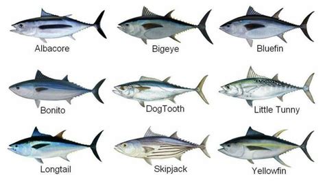 Tuna species | Tuna, Watercolor fish, Tuna fishing