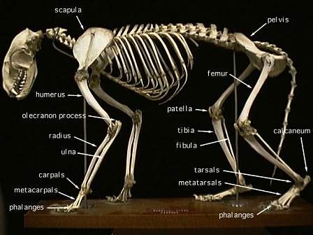 Raccoon Skeleton & Anatomy