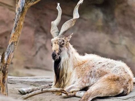 Markhor population doubles in 3 decades in Pakistan | Pakistan Today