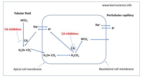 Carbonic Anhydrase Inhibitors - BioPharma Notes