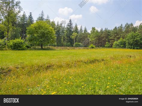 Clearing Forest Image & Photo (Free Trial) | Bigstock