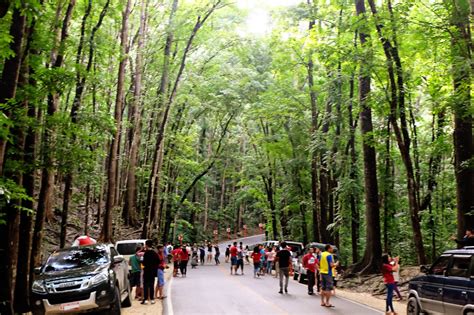 Bohol Tour - Man made forest & Bamboo hanging bridge | Christine Loves ...