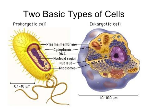 Basic cell types