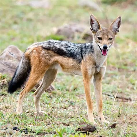 Black-Backed Jackal - Facts, Diet, Habitat & Pictures on Animalia.bio