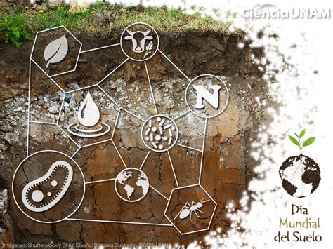 Hoy es el Día Mundial del Suelo: un hábitat de bacterias productoras de ...