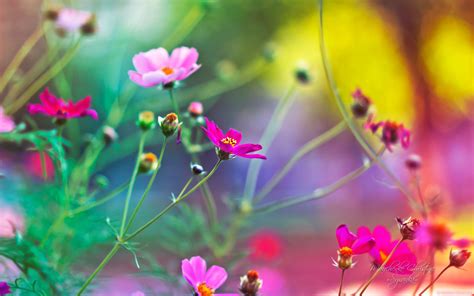 Bing Flowers Wallpapers - Wallpaper Cave