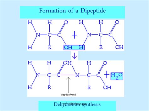 Qu'est Ce Qu'un Dipeptide