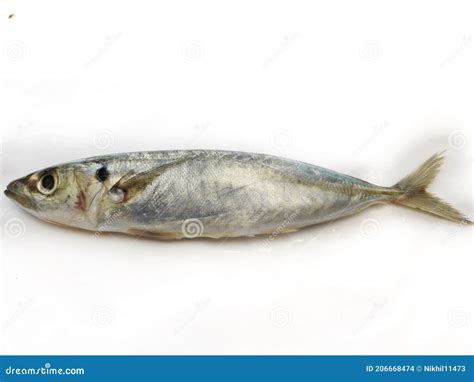 Fresh Round Scad Fish Isolated on White Background.Selective Focus ...