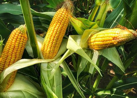 Maize cultivation: మొక్కజొన్న రకాలు మరియు వాటి ఉపయోగాలు - Eruvaaka