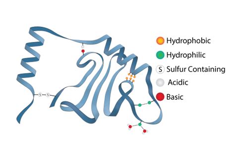 Tertiary Structure of Protein | Amino acid sequence, Biochemistry ...