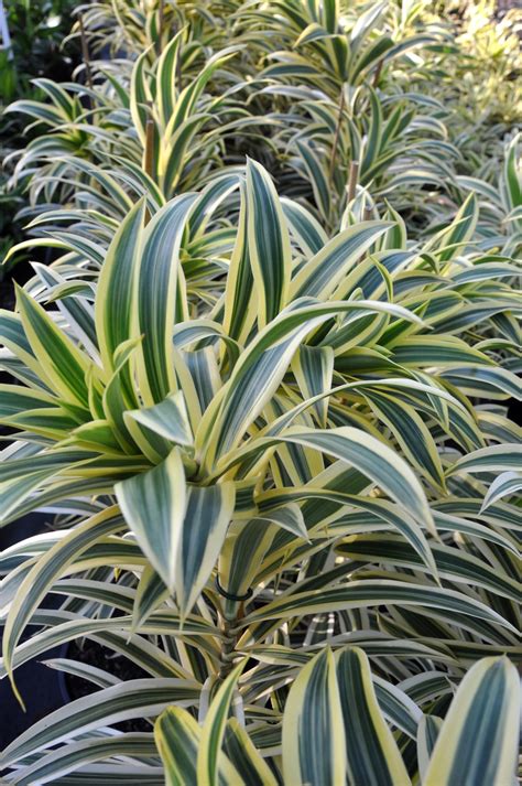 Dracaena reflexa (Song of India)