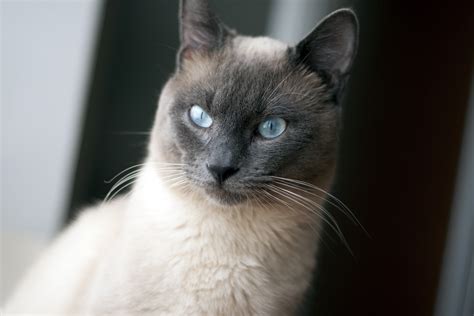 Thai Siamese Cat