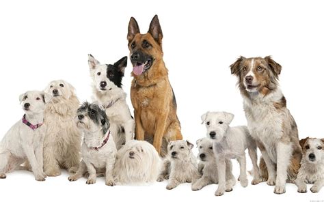 HD wallpaper: pack of different dog breeds, dogs, variety, set, sit ...