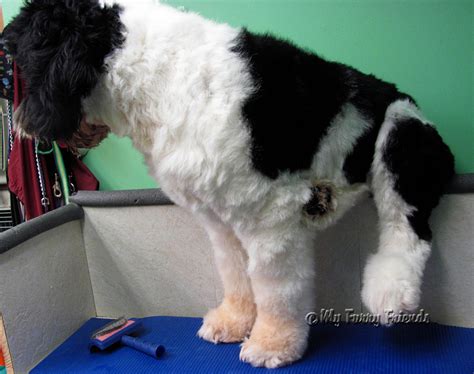 Pet Grooming: The Good, The Bad, & The Furry: Portuguese Water Dog