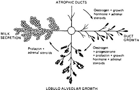 4 Hormones and mammary development. (Redrawn from Cowie, 1984 ...