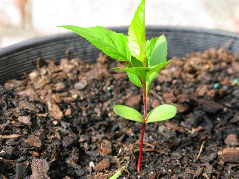 Apple Tree Care: How to Plant and Maintain Apple Trees