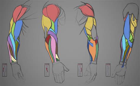 Muscular Arms Drawing