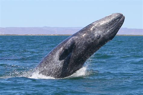 Gray Whale Migration - 10000 Miles - Nautilus Adventures