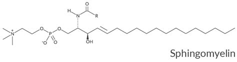 Sphingomyelin Synthesis