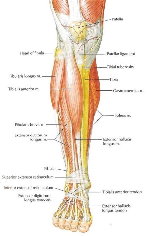 Image result for lower leg muscles lateral view | Muscle anatomy, Leg ...