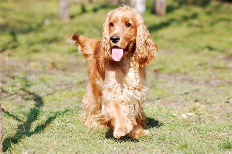 American Cocker Spaniel How Often To Groom