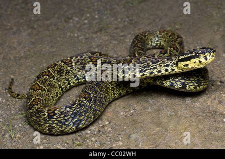 RED SPOTTED PIT VIPER. Trimeresurus jerdonii. Venomous. Jerdon's viper ...