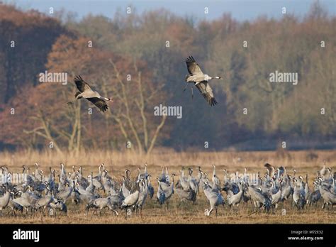 Common crane in its natural habitat in Sweden Stock Photo - Alamy