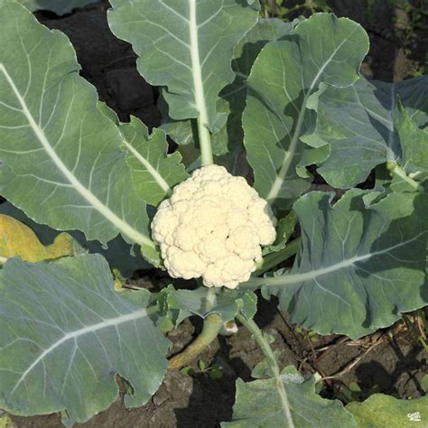 Cauliflower ‘Snowball’ — Green Acres Nursery & Supply