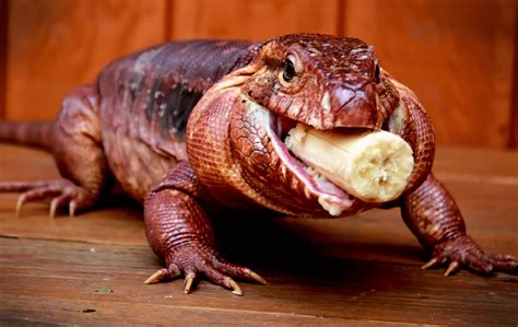 Red Tegu Care: Info, Habitat, Diet & Health - Pets With Scales