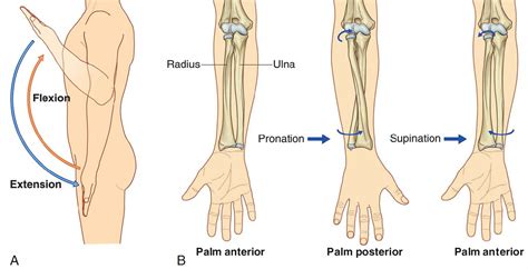 Pronation and Supination of the Forearm. Pronation and Supination of Foot