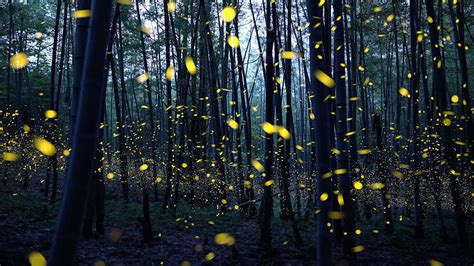 Lightning Bugs, Fireflies - Call Them What You Will, They're Awesome ...