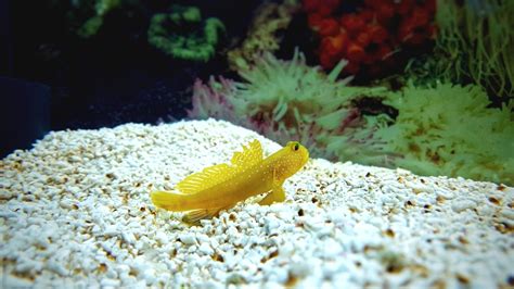 10 Vibrant Yellow Aquarium Fish Species | Build Your Aquarium