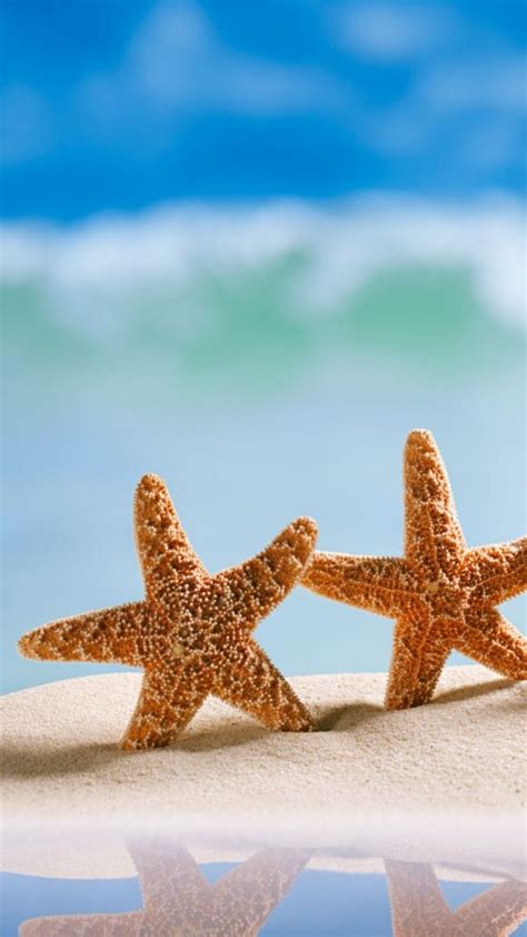 Estrellas de mar | Estrella de mar, Pintura de playa, Fondos de ...