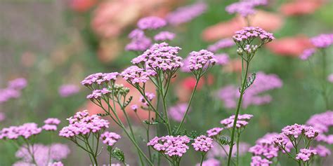 How To Grow Achillieas | Best Achillea Varieties - Which?