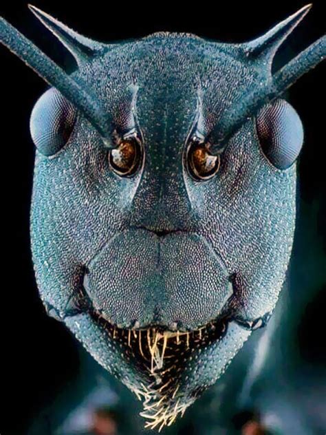 a close up view of a blue bug's face