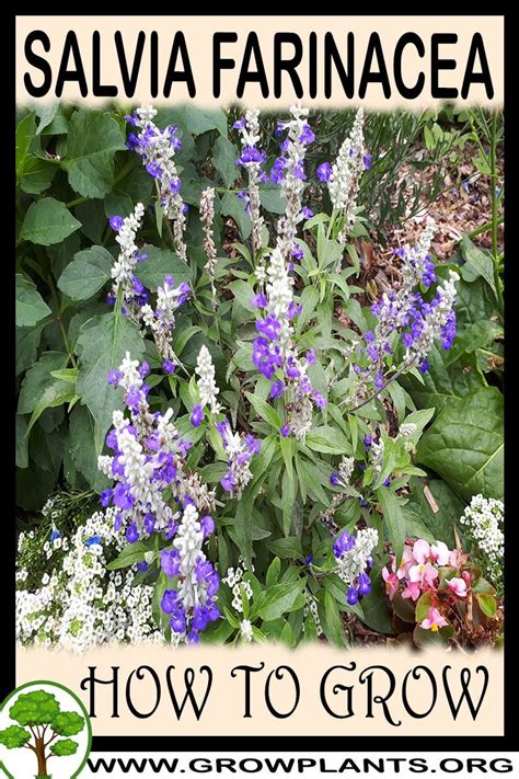 Salvia farinacea how to grow care – Artofit