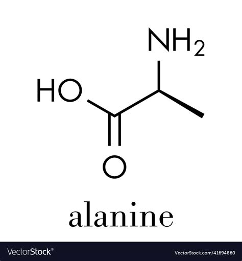 Alanine l-alanine ala a amino acid molecule Vector Image