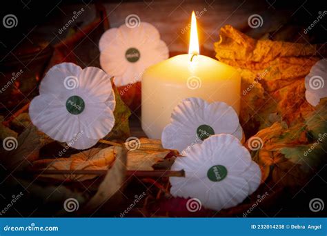 White Poppy Peace of Armistice Day Symbol of Peace Stock Photo - Image ...