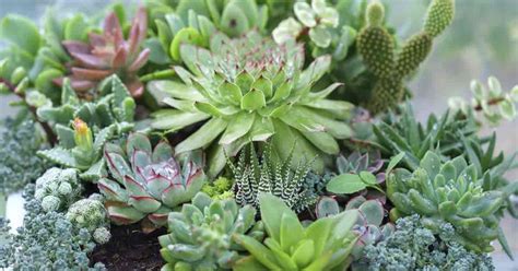 Types Of Succulent Plants [With PICTURES] Easy Grow, Drought Tolerant ...