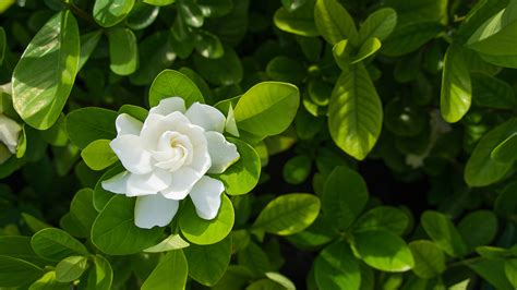 Gardenia Facts, Meaning, and Care | Petal Talk