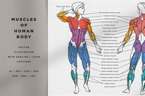 Body Muscle Names / Muscles Of The Human Body | Human muscular system ...