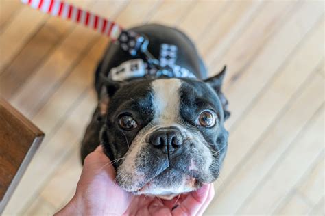 73+ Boston Terrier Leash Training Photo - Bleumoonproductions