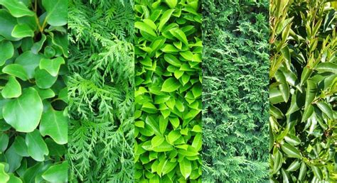 Top 5 Plants for a Garden Hedge | Evergreen Hedging