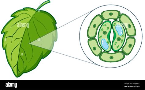 Diagram showing plant cell from leaf Stock Vector Image & Art - Alamy