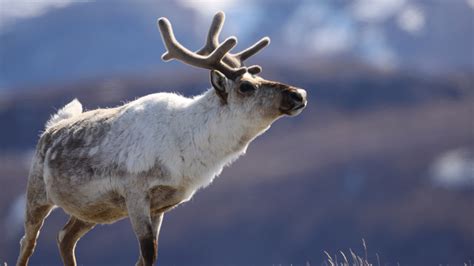 Holiday Treat: What’s the Difference Between Reindeer and Caribou ...