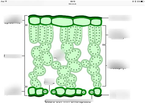 Gas exchange in plants Diagram | Quizlet