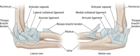 elbow joint ligaments - Google Search | Biceps brachii, Joint, Radius ...