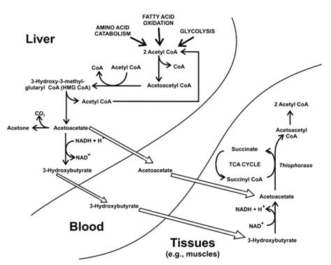 metabolism of ketone bodies | Leaders in Pharmaceutical Business ...