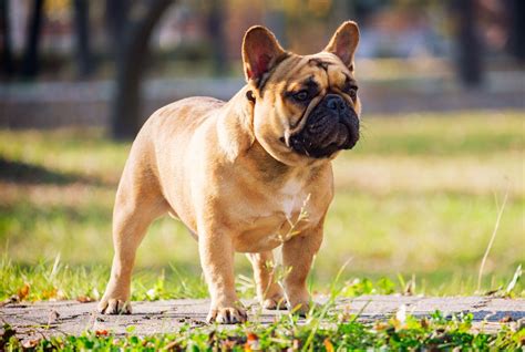 Are French Bulldogs Good Family Pets?