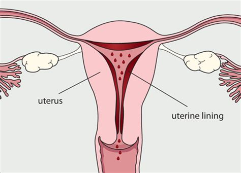 The menstrual cycle